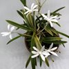 neofinetia falcata Kinboshi 金星